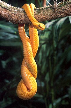 eyelash viper